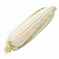 Fresh White Corn Cob with Kernels and Green Husks on Transparent Background png