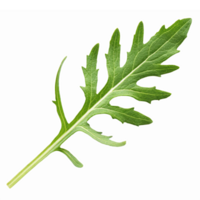 Fresh Green Arugula Leaf Isolated on Transparent Background for Culinary and Health Use png