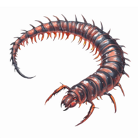 Realistic Illustration of a Centipede with Detailed Body Segmentation and Leg Structure on Transparent Background png