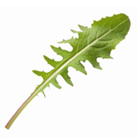 Fresh Green Dandelion Leaf Isolated on Transparent Background for Health and Culinary Use png