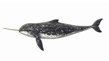 Realistic Narwhal Swimming in Ocean with Long Tusks and Unique Patterns on Transparent Background png