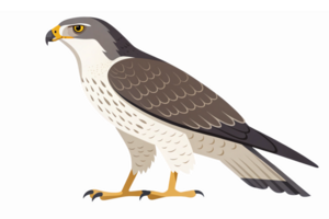 Detailed Illustration of a Falcon in Profile Featuring Distinctive Plumage and Sharp Features png