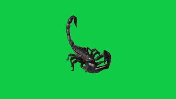 Scorpion idle movement 3d animation isolated on green screen background video