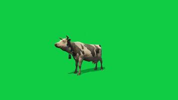Cow standing idle and shouting 3d animation isolated on green screen background video