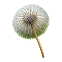 serene minimalist Single dandelion seedhead high resolution png