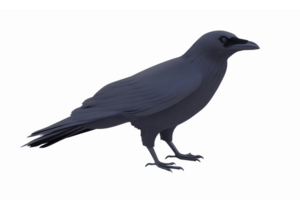 Realistic Black Raven in a Natural Pose with Transparent Background for Wildlife Illustrations png