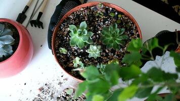 Top view of succulent plants in clay pot on white table with gardening tools video