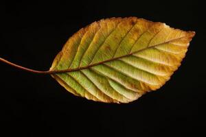 Beech Leaf - A smooth, oval leaf with a wavy edge, glossy surface with a distinct wavy margin, turning coppery in autumn and persisting through winter photo