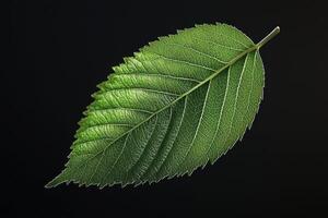 Elm Leaf - A serrated, oval-shaped leaf with prominent veins, rough in texture, with a deep green hue and asymmetrical bases, turning yellow in fall photo