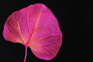 Redbud Leaf - A heart-shaped leaf with a smooth edge, broad and vibrant green, turning yellow in fall, and appears early in spring on ornamental trees photo