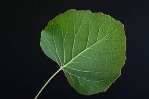 Aspen Leaf - A small, round leaf with a serrated edge, bright green with a flat stem, making it tremble in the wind, turning golden in autumn photo
