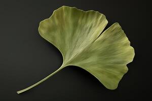Ginkgo Leaf - A fan-shaped leaf with unique veins, distinctively shaped with a split in the middle and turns brilliant yellow in autumn photo