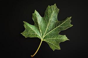 Sycamore Leaf - A large, lobed leaf with rough texture, resembles a maple leaf but is larger and turns yellow-brown in autumn, commonly found on massive trees photo