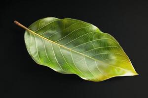 Magnolia Leaf - A thick, glossy leaf with a leathery texture, is large, dark green on top and rusty brown underneath, persisting year-round on evergreen trees photo
