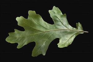 Oak Leaf - A tough, lobed leaf with deep sinuses, varies in shape, with some species having sharp, pointed lobes and others having rounded edges, turning brown in fall photo