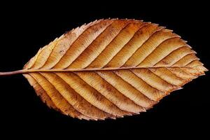 Beech Leaf - A smooth, oval leaf with a wavy edge, a glossy surface with a distinct wavy margin, turning coppery in autumn and persisting through winter photo
