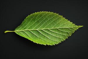 Birch Leaf - A triangular, serrated leaf with a glossy surface, pointed with a slightly jagged edge, turning yellow in fall and growing on slender, papery-barked trees photo