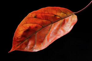 Persimmon Leaf - A broad, elliptical leaf with a waxy surface, dark green with a glossy texture and turns shades of orange and red in the fall photo