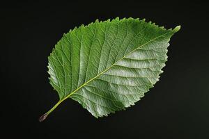 Birch Leaf - A small, triangular leaf with serrated edges, bright green in summer, turning golden-yellow in fall, and is often found on thin, white-barked trees photo
