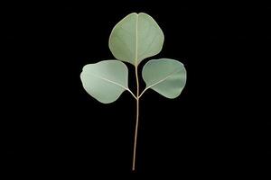 Eucalyptus Leaf - A long, narrow, highly aromatic leaf, slender, bluish-green, and releases a distinctive menthol-like scent when crushed photo