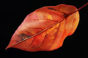 Persimmon Leaf, A broad, elliptical leaf with a waxy surface, dark green with a glossy texture and turns shades of orange and red in the fall photo