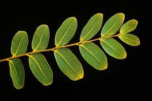 Tamarind Leaf - A small, feathery, compound leaf, consists of many tiny leaflets, folding at night and producing fragrant flowers photo