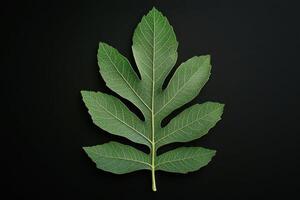 Hickory Leaf - A compound leaf with several pointed leaflets, made up of 5 to 9 leaflets with a tough texture, turning golden brown in autumn photo
