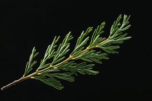Juniper Leaf - A small, scale-like evergreen leaf, needle-like when young but matures into overlapping scales, often releasing a pleasant aroma photo