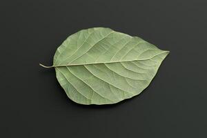 Linden Leaf - A heart-shaped leaf with a serrated edge, soft and bright green with a pale underside, often producing fragrant flowers in summer photo