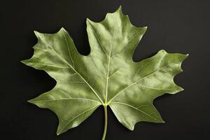 Tulip Tree Leaf - A uniquely lobed leaf resembling a tulip shape, has four distinct lobes with a notched tip and turns golden yellow in autumn photo