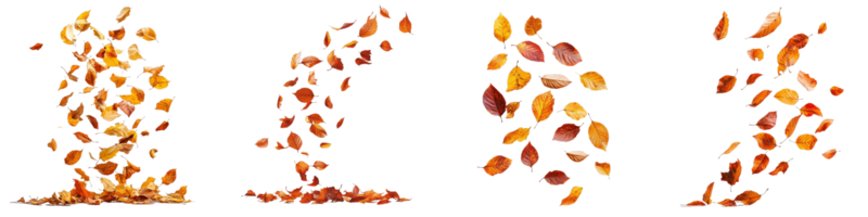 Small Cluster of Falling Leaves . Transparent Background in Various Stages of Fall and Movement png