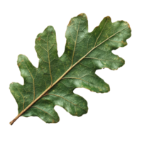 Detailed Close Up of a Single Green Oak Leaf with Visible Veins and Textures on a . png