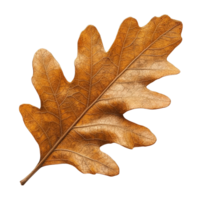 Detailed Close Up of a Dry Oak Leaf Showcasing Texture and Color in Autumn Season Against a . png