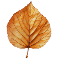 Detailed Close Up of a Translucent Orange Autumn Leaf with Intricate Veins and Textures Against a Black Background png