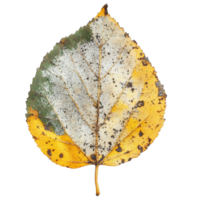 Unique Autumn Leaf Showing Color Transition from Green to Yellow and Brown with Textures and Detail on . png