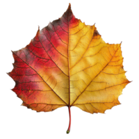 Exquisite Autumn Leaf Displaying Vibrant Red and Yellow Colors with Intricate Veins on a Black Background png
