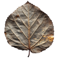 Detailed Close Up of a Textured Dry Leaf with Intricate Veins and Natural Aging Patterns on a Dark Background png