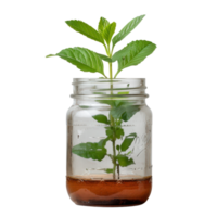 Fresh Green Plant Growing in Glass Jar with Soil on . in Natural Light png