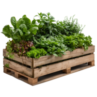 Fresh and Vibrant Garden Bed with Diverse Greens and Herbs in Wooden Planter Box png
