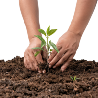 Hands Planting Young Green Seedling in Soil for Sustainable Gardening and Eco-Friendly Practices png