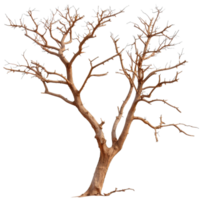 Bare Dry Tree with Twisted Branches in Isolated Background for Nature and Landscape Themes png