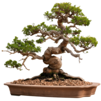 Elegant Bonsai Tree with Intricate Branches and Lush Green Foliage in Ceramic Pot png