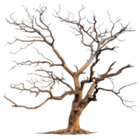 Bare and Twisted Tree with Gnarled Branches Set Against a Transparent Background png