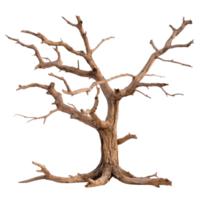 Gnarled Dead Tree with Branches Isolated . for Natural or Artistic Themes png