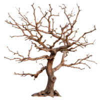 Leafless tree with twisted branches showcasing intricate details and textures in nature png