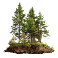 Lush Green Forest Pine Trees on Exposed Soil Isolated . for Creative Use png