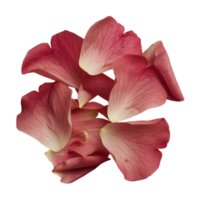 Delicate Pink Petals with Soft Textures and Vivid Colors on a Light Background for Artistic Use png