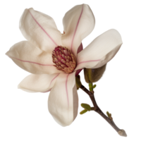 Elegant White Magnolia Flower with Delicate Petals and Textured Center in Natural Setting png