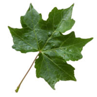 Single Green Maple Leaf Isolated . for Nature and Plant Themes png