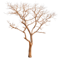 Detailed view of a bare branched tree with intricate twigs against a transparent background png